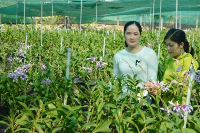 Thôn nữ Long An xinh như hotgirl trồng phong lan 200.000 chậu với 100 loài hoa, mỗi năm lời 2 tỷ đồng