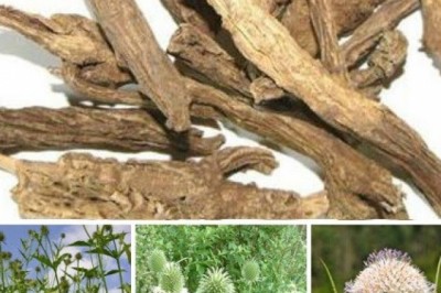 Tục đoạn chữa đau lưng mỏi gối