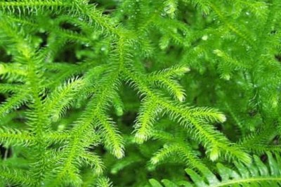 Thông đất hỗ trợ điều trị bệnh teo não