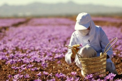 Saffron được quảng cáo gần như 'thần dược trị bá bệnh', Nhụy hoa nghệ tây rất nguy hiểm với những đối tượng này