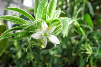 Người mệnh Kim nên trồng những cây phong thủy nào để chiêu tiền tài