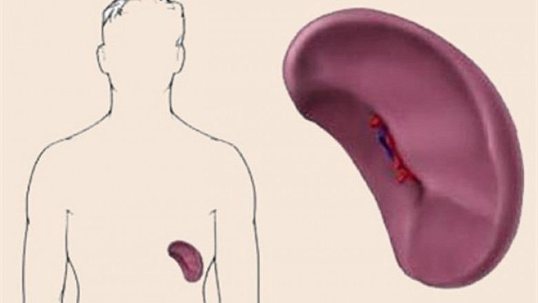Lách to có nguy hiểm?