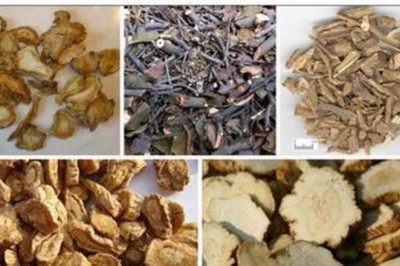 Độc hoạt tang ký sinh trị bệnh cơ xương khớp