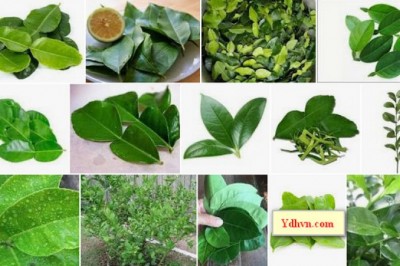 Lá chanh có tác dụng gì, cách sử dụng lá chanh thế nào?