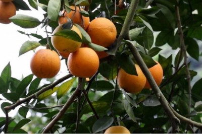 Nhà vườn Văn Chấn lại 'khóc dở, mếu dở' trước mùa cam trĩu quả