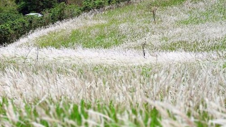 Phát hiện tiềm năng của cỏ lau xâm lấn trong chăm sóc sức khỏe