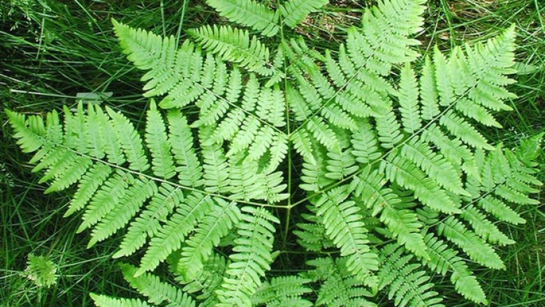 2 chất gây ung thư 'ẩn mình' trong một số loại rau xanh, thực phẩm quen thuộc