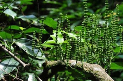 Cây dây gắm chữa bệnh xương khớp