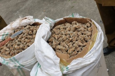 Nguy cơ từ Tam thất củ không rõ nguồn gốc, kém chất lượng