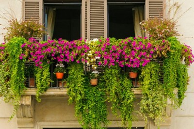 Cách chọn cây trồng ở ban công hợp tuổi của bạn nhất