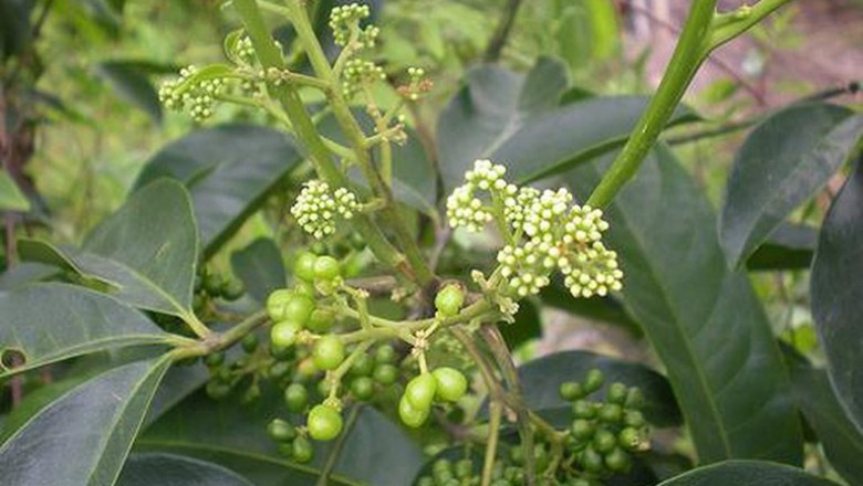 Cây ba chạc - dược liệu quý mang lại giá trị kinh tế cao