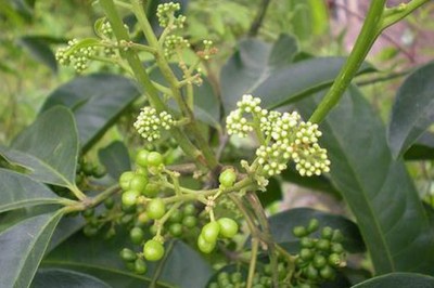 Cây ba chạc - dược liệu quý mang lại giá trị kinh tế cao