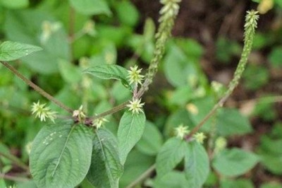 Một số phương thuốc cổ truyền có vị ngưu tất