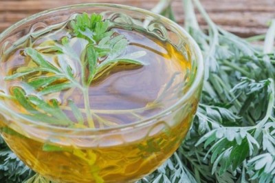 Rau ngải cứu - thảo dược quý trong Đông y