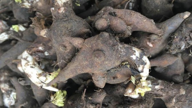 Ngộ độc rượu ngâm củ ấu tàu