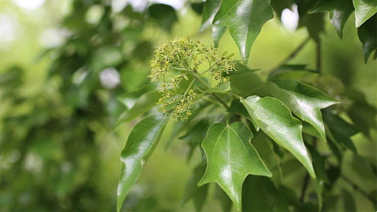 Cây sòi - vị thuốc Đông y chữa thủy thũng và mụn nhọt