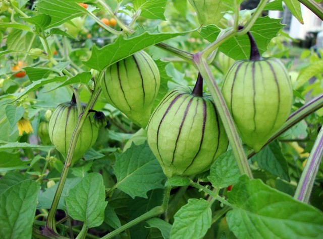 Cây tầm bóp - 'thần dược' mọc hoang mang lại những lợi ích tuyệt vời cho sức khỏe