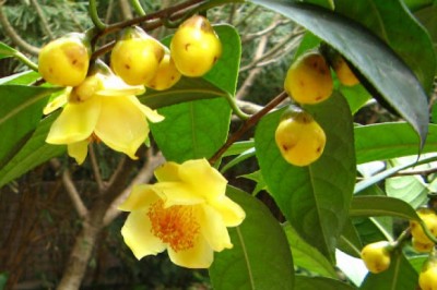 Tại sao chè hoa vàng được mệnh danh là 'thần dược' của thiên nhiên?