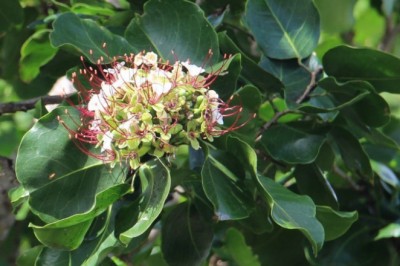 Cây dược liệu cây Gõ nước, Bần ôi - Intsia bijuga