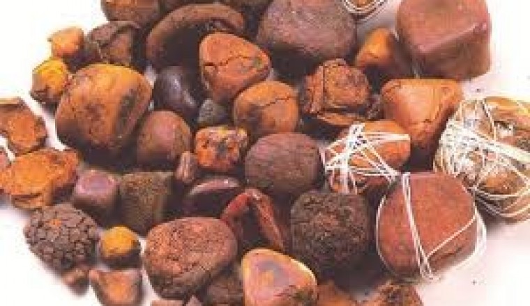 Ngưu hoàng - vị thuốc Đông y độc đáo với nhiều công dụng bất ngờ