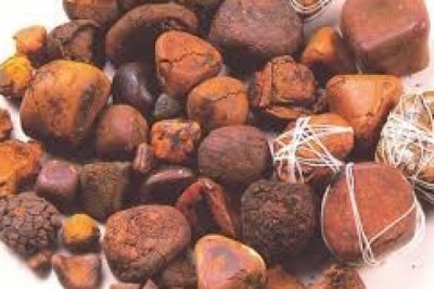 Ngưu hoàng - vị thuốc Đông y độc đáo với nhiều công dụng bất ngờ