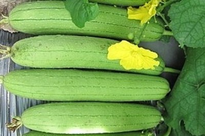 Những công dụng chữa bệnh 'thần kỳ' của quả mướp mà ít ai biết đến