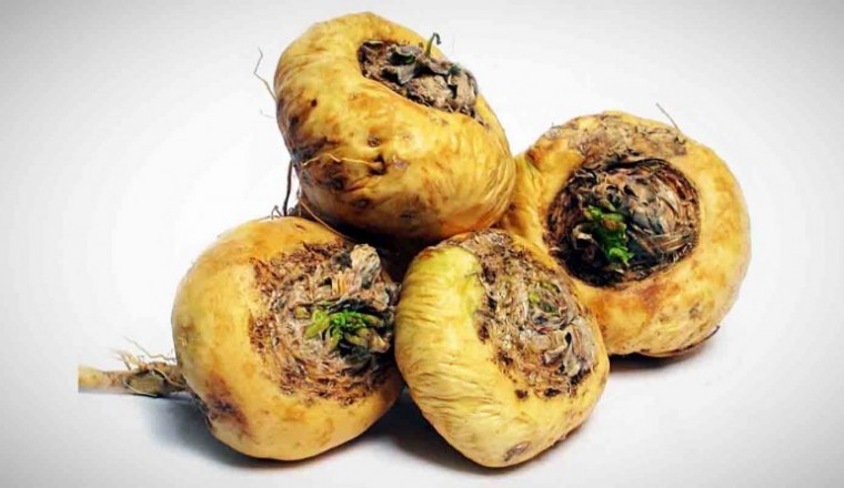 Những công dụng 'vàng' của Maca Peru đối với sức khỏe con người