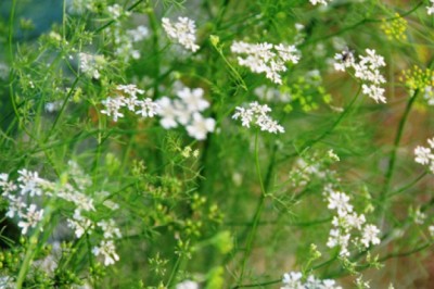 Giải mã phong tục tắm nước lá mùi già chiều ngày 30 Tết