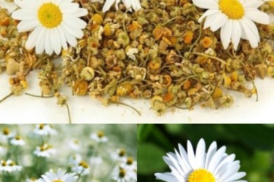 Những lợi ích chữa bệnh bất ngờ từ hoa cúc