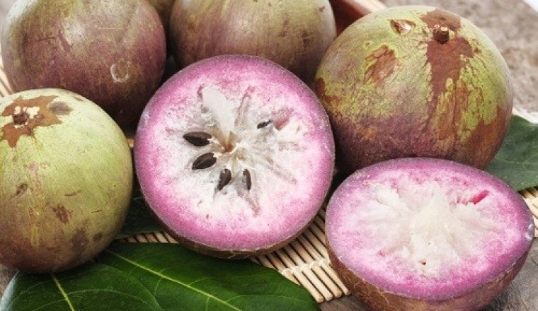Những công dụng tuyệt vời của quả vú sừa mà ít ai biết đến