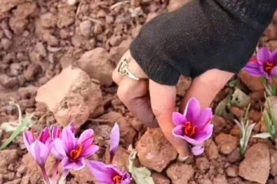 Cách sử dụng nhụy hoa nghệ tây gây tổn hại cho sức khỏe