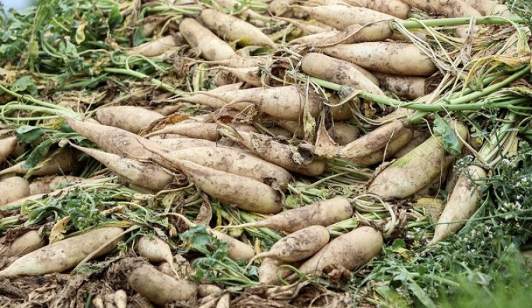Cận cảnh người dân Hà Nội nhổ bỏ hàng trăm tấn củ cải vì không bán được