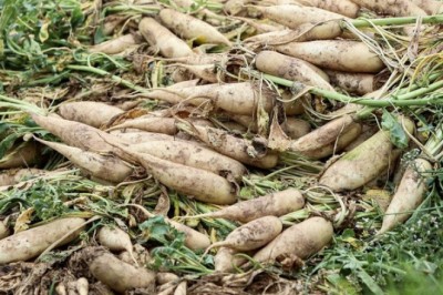 Cận cảnh người dân Hà Nội nhổ bỏ hàng trăm tấn củ cải vì không bán được