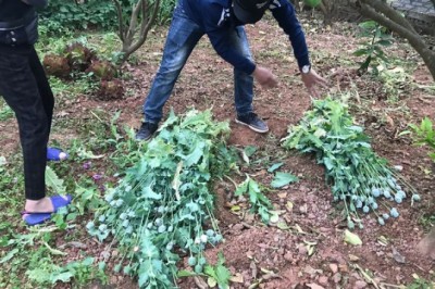 8 gia đình trồng cây thuốc phiện làm rau ăn đã vi phạm pháp luật như thế nào