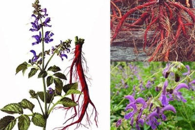 Bài thuốc trị hoạt huyết, thanh nhiệt từ cây Đan sâm