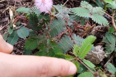 Vì sao cây xấu hổ mọc đầy hoang dạ lại được bán đến 100 ngàn / 1kg