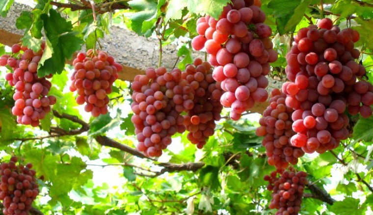 Khám phá những lợi ích sức khỏe tuyệt vời từ quả nho