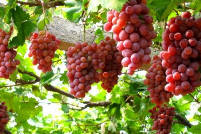 Khám phá những lợi ích sức khỏe tuyệt vời từ quả nho