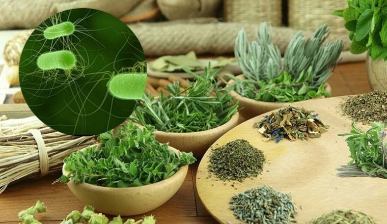 Top những loại thực phẩm giúp bạn triệt tiêu vi khuẩn HP trong dạ dày