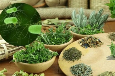 Top những loại thực phẩm giúp bạn triệt tiêu vi khuẩn HP trong dạ dày