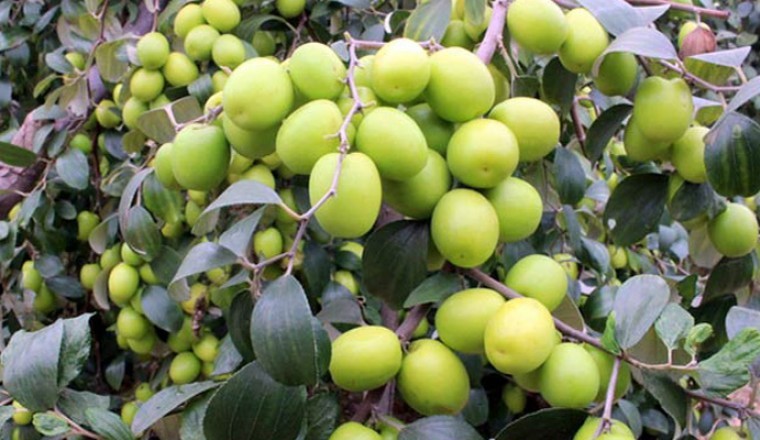 Ăn táo Mỹ táo Pháp có tốt hơn táo Việt Nam không?