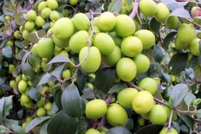 Ăn táo Mỹ táo Pháp có tốt hơn táo Việt Nam không?