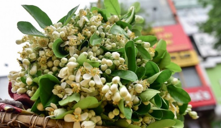 Hoa bưởi - thơm nhà, đẹp da, tốt cho sức khỏe
