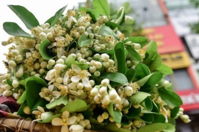 Hoa bưởi - thơm nhà, đẹp da, tốt cho sức khỏe