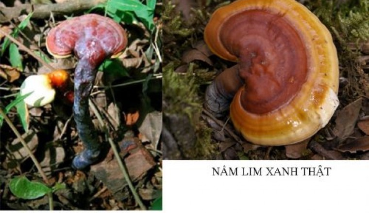 Mẹo phân biệt nấm linh xanh thật - giả