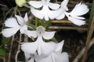 Phát hiện hoa phong lan đắt nhất trên dãy Himalaya: Nhìn giống hệt ếch, giá hơn 53 tỷ