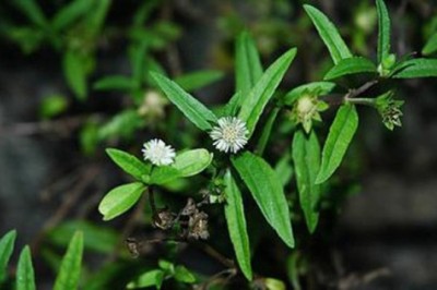 Thảo dược trị nhiệt miệng