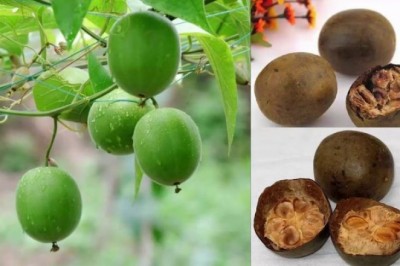 La hán quả - vị thảo mộc giải khát mùa hè đầy dinh dưỡng