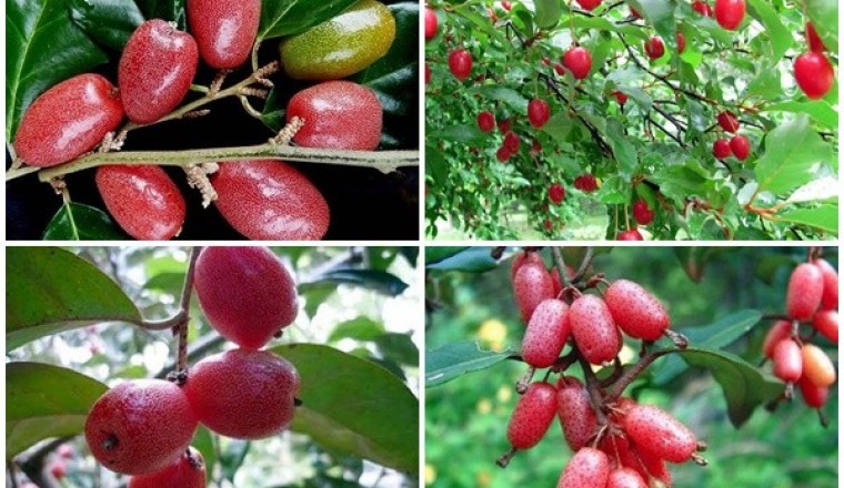 Những công dụng chữa bệnh tuyệt vời của quả nhót