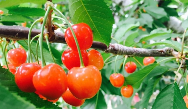 Quả Anh đào giúp ngủ ngon, phòng chống bệnh tiểu đường